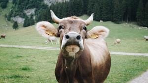As reported by Fox News, it was revealed that cows can express certain emotions vocally, that include excitement, arousal, engagement and distress.(UNSPLASH) As reported by Fox News, it was revealed that cows can express certain emotions vocally, that include excitement, arousal, engagement and distress.(UNSPLASH)