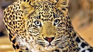 The leopard was shot when he was coming out from the forest terrain.(HT file photo for representation) The leopard was shot when he was coming out from the forest terrain.(HT file photo for representation)