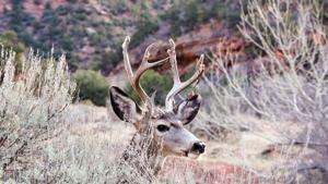 The video of deer sharing its antlers created quite a stir online (representational image).(Unsplash) The video of deer sharing its antlers created quite a stir online (representational image).(Unsplash)