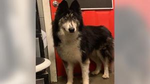 The post tugged at heartstrings of many.(Facebook/Husky House) The post tugged at heartstrings of many.(Facebook/Husky House)