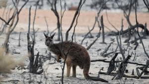 A wallaby is seen in a burnt bushland on Kangaroo Island, Australia.(REUTERS) A wallaby is seen in a burnt bushland on Kangaroo Island, Australia.(REUTERS)