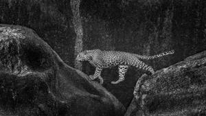 Internationally known and respected Akash Das is one of the participants in the exhibition, who prefers to capture wildlife in black and white, since it ‘brings out the soul of his subjects.’’ Internationally known and respected Akash Das is one of the participants in the exhibition, who prefers to capture wildlife in black and white, since it ‘brings out the soul of his subjects.’’