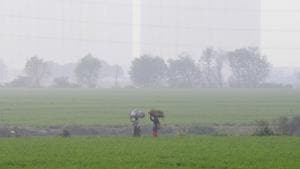 Farmers on way back to home after harvesting in field, in Greater Noida, India.(Sunil Ghosh / Hindustan Times) Farmers on way back to home after harvesting in field, in Greater Noida, India.(Sunil Ghosh / Hindustan Times)