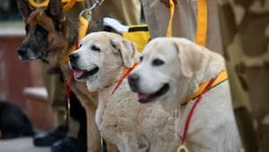 The proposed war memorial for animals will be devoted to service animals, mostly dogs, but also horses and mules.(Amal KS/HT PHOTO) The proposed war memorial for animals will be devoted to service animals, mostly dogs, but also horses and mules.(Amal KS/HT PHOTO)