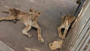 Image shows two emaciated lions.(TWitter/@GhinaNahfawi) Image shows two emaciated lions.(TWitter/@GhinaNahfawi)