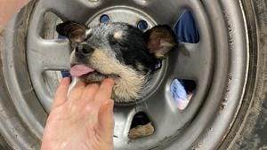 The puppy had to be sedated in order to help it out.(Twitter/@helpinRIVcoPETS) The puppy had to be sedated in order to help it out.(Twitter/@helpinRIVcoPETS)