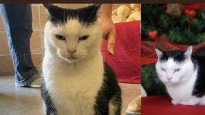 Shelter called her ‘world’s worst cat’.(Facebook/Mitchell County Animal Rescue, Inc-North Carolina) Shelter called her ‘world’s worst cat’.(Facebook/Mitchell County Animal Rescue, Inc-North Carolina)