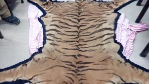 WCCB officials said that Mukherjee was the main smuggler. He was trying to sell off the skin at Rs 50 lakh. The accused will be produced in court on Friday.(HT PHOTO.) WCCB officials said that Mukherjee was the main smuggler. He was trying to sell off the skin at Rs 50 lakh. The accused will be produced in court on Friday.(HT PHOTO.)