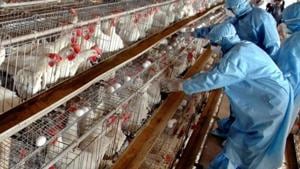 Secretary of Fisheries and Animal Resources department, R Raghu Prasad said from Tuesday all the poultry birds within 1 km radius of the infected site will be culled and buried to contain the infection.(AP PHOTO.) Secretary of Fisheries and Animal Resources department, R Raghu Prasad said from Tuesday all the poultry birds within 1 km radius of the infected site will be culled and buried to contain the infection.(AP PHOTO.)