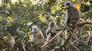 Two of the residents, dressed up as bears, began moving around the village to scare away the monkeys. (representational image)(Unsplash) Two of the residents, dressed up as bears, began moving around the village to scare away the monkeys. (representational image)(Unsplash)