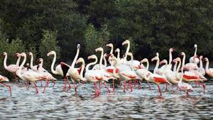 India has lost nearly one-third of its natural wetlands to urbanisation, agricultural expansion and pollution over the last four decades.(Praful Gangurde/ HT Photo) India has lost nearly one-third of its natural wetlands to urbanisation, agricultural expansion and pollution over the last four decades.(Praful Gangurde/ HT Photo)