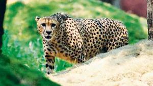 A male African cheetah released at his enclosure at the Nehru Zoological Park in Hyderabad. A male African cheetah released at his enclosure at the Nehru Zoological Park in Hyderabad.