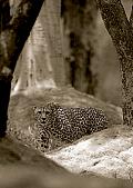 Conserving cheetahs will also mean dealing with conflict with people(AFP) Conserving cheetahs will also mean dealing with conflict with people(AFP)