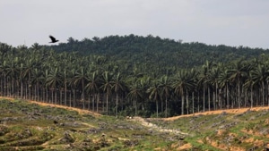 An oil palm plantation in Johor, Malaysia. (Reuters) An oil palm plantation in Johor, Malaysia. (Reuters)