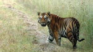 In many places in India, tigers sometime kill domestic cattle near their habitats.(HT Photo) In many places in India, tigers sometime kill domestic cattle near their habitats.(HT Photo)