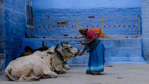 Apart from cow urine, dung is also used for making soaps, face packs and incense sticks. (representational image)(Unsplash) Apart from cow urine, dung is also used for making soaps, face packs and incense sticks. (representational image)(Unsplash)