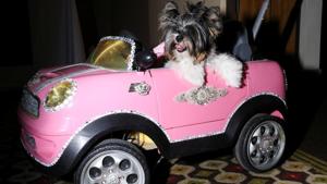A dog sits in a toy car at the 17th annual New York Pet Fashion Show in the Manhattan borough of New York, U.S., February 6, 2020. REUTERS/CAITLIN OCHS(REUTERS) A dog sits in a toy car at the 17th annual New York Pet Fashion Show in the Manhattan borough of New York, U.S., February 6, 2020. REUTERS/CAITLIN OCHS(REUTERS)