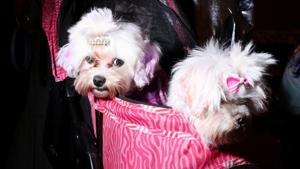 The Chandigarh Registration of Pet Dogs (Amendment) Bylaws 2020 were notified by the UT administration on Thursday.(REUTERS/For representation) The Chandigarh Registration of Pet Dogs (Amendment) Bylaws 2020 were notified by the UT administration on Thursday.(REUTERS/For representation)