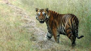NCTA has asked Odisha to start a melanistic tiger safari on the fringe of its biggest tiger reserve in Simlipal. NCTA has asked Odisha to start a melanistic tiger safari on the fringe of its biggest tiger reserve in Simlipal.