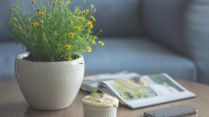 The previous research on this subject was mostly carried out in controlled settings involving indirect plant interaction.(Unsplash) The previous research on this subject was mostly carried out in controlled settings involving indirect plant interaction.(Unsplash)