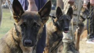 Kolkata Police already has a dog squad associated with the Detective Department. (representational image)(HT File Photo) Kolkata Police already has a dog squad associated with the Detective Department. (representational image)(HT File Photo)