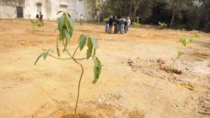 A senior officer of the Kerala government has been ordered to plant 100 saplings as punishment by the Kerala High Court.(HT Photo/Representative) A senior officer of the Kerala government has been ordered to plant 100 saplings as punishment by the Kerala High Court.(HT Photo/Representative)
