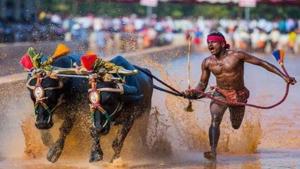 rinivas Gowda and his buffaloes ran 142.5 metres in 13.62 seconds.(File) rinivas Gowda and his buffaloes ran 142.5 metres in 13.62 seconds.(File)