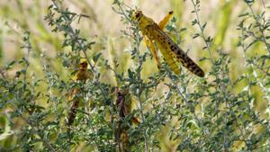 Pakistan declared a national emergency over locust swarms early this month after the food ministry gave a briefing to parliament, warning that the country was facing the worst locust infestation in two decades.(REUTERS) Pakistan declared a national emergency over locust swarms early this month after the food ministry gave a briefing to parliament, warning that the country was facing the worst locust infestation in two decades.(REUTERS)