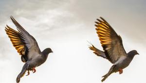While scientists and ornithologists have been trying to explore and understand the mystery as to why birds behave in a particular manner during those weeks in Jatinga, Guwahati-based poet and award-winning author Tapati Baruah Kashyap has chosen to tell the stories of the birds, the beautiful place and the people living there through her poems.(Unsplash) While scientists and ornithologists have been trying to explore and understand the mystery as to why birds behave in a particular manner during those weeks in Jatinga, Guwahati-based poet and award-winning author Tapati Baruah Kashyap has chosen to tell the stories of the birds, the beautiful place and the people living there through her poems.(Unsplash)
