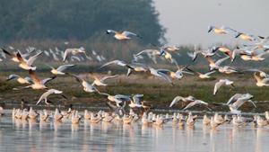 Migratory birds at Harike wetland in district Tarn Taran Amritsar.(HT File Photo) Migratory birds at Harike wetland in district Tarn Taran Amritsar.(HT File Photo)