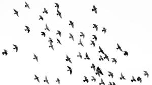 In addition to learning directly from trial and error, birds can decrease the likelihood of bad experiences - and potential poisoning - by watching others, the researchers said.(Unsplash) In addition to learning directly from trial and error, birds can decrease the likelihood of bad experiences - and potential poisoning - by watching others, the researchers said.(Unsplash)
