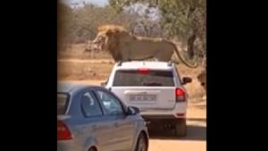The lion sits on the roof of the white-colored safari car while the other two circle the vehicle.(Reddit) The lion sits on the roof of the white-colored safari car while the other two circle the vehicle.(Reddit)