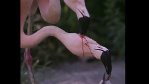 Both male and female flamingos feed their chick this way and a begging call made by the baby bird.(Twitter/@ParveenKaswan) Both male and female flamingos feed their chick this way and a begging call made by the baby bird.(Twitter/@ParveenKaswan)