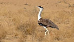 The biggest threat for migratory species at risk of extinction are hunting, poaching, persecution and control The biggest threat for migratory species at risk of extinction are hunting, poaching, persecution and control