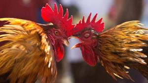 Cock-fighting is illegal in India. It is a cognizable offence under Section 11 of the Prevention of Cruelty to Animals Act. (Image used for representation).(AP FILE PHOTO.) Cock-fighting is illegal in India. It is a cognizable offence under Section 11 of the Prevention of Cruelty to Animals Act. (Image used for representation).(AP FILE PHOTO.)