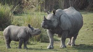 The rhino population in West Bengal has shot up from 22 in 1986 to more than 280 at present. Jaldapara has more than 230 of these animals and Gorumara National Park also in north Bengal, has around 50 rhinos. (Image used for representation).(FILE PHOTO.)