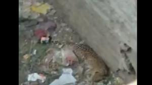A four-hour-long operation was undertaken to rescue the animals.(Twitter/@ANI) A four-hour-long operation was undertaken to rescue the animals.(Twitter/@ANI)