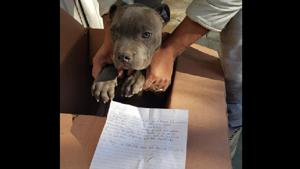 A pit bull puppy was left at the door of a Mexican animal rescue shelter with a letter.(Facebook/ Xollin) A pit bull puppy was left at the door of a Mexican animal rescue shelter with a letter.(Facebook/ Xollin)