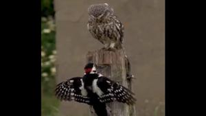 Many found the angry-looking owl relatable to their bosses.(Twitter/@arunbothra) Many found the angry-looking owl relatable to their bosses.(Twitter/@arunbothra)