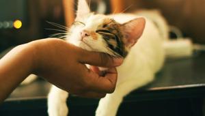 Playing special music tailored for cats may help reduce the feline’s stress levels during a visit to the veterinary clinic.(UNSPLASH) Playing special music tailored for cats may help reduce the feline’s stress levels during a visit to the veterinary clinic.(UNSPLASH)