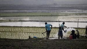 Indian farmers work in a paddy field on the outskirts of Guwahati.(AP) Indian farmers work in a paddy field on the outskirts of Guwahati.(AP)