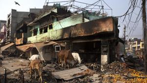 Stray cows feed on oranges lying outside a vandalised shop, Delhi, February 27, 2020(AP) Stray cows feed on oranges lying outside a vandalised shop, Delhi, February 27, 2020(AP)
