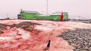 The image shows the snow being covered in red colour.(Facebook) The image shows the snow being covered in red colour.(Facebook)