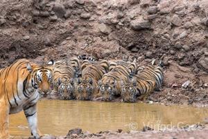 The picture was clicked by photographer Vinod Goel five years ago. IFS officer Parveen Kaswan has shared it on his Twitter handle today.(Picture credit: Vinod Goel) The picture was clicked by photographer Vinod Goel five years ago. IFS officer Parveen Kaswan has shared it on his Twitter handle today.(Picture credit: Vinod Goel)