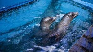 Niblet and Brawler, the sea lions that have come to Sea Life Park in Waimanalo, Hawaii.(AP) Niblet and Brawler, the sea lions that have come to Sea Life Park in Waimanalo, Hawaii.(AP)