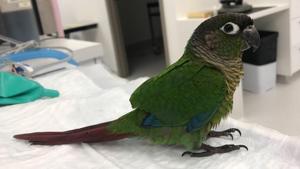 Image shows 12-week-old Green Cheek Conure named Wei Wei.(Facebook/The Unusual Pet Vets)