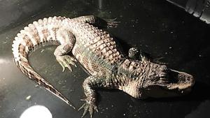The alligator will be taken to an animal sanctuary.(Madison Township Police Department) The alligator will be taken to an animal sanctuary.(Madison Township Police Department)