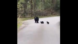 The four little cubs playfully try to run across the road.(Twitter/@ParveenKaswan) The four little cubs playfully try to run across the road.(Twitter/@ParveenKaswan)