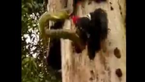 The snake pops out form the hole and attacks the bird.(Twitter/@susantananda3) The snake pops out form the hole and attacks the bird.(Twitter/@susantananda3)