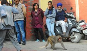 As summer begins, monkeys are frequenting places near eateries in the city for food leftovers.(Keshav Singh/HT) As summer begins, monkeys are frequenting places near eateries in the city for food leftovers.(Keshav Singh/HT)